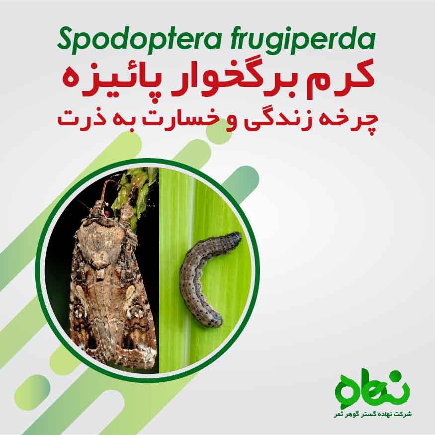 چرخه زندگی و خسارت به ذرت شب پره برگخوار پاییزه